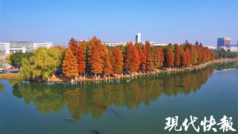 天印湖红杉